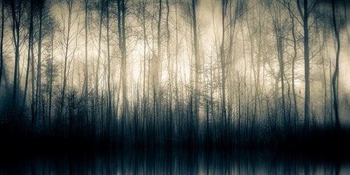 Forest Whispers by Alain Devolye